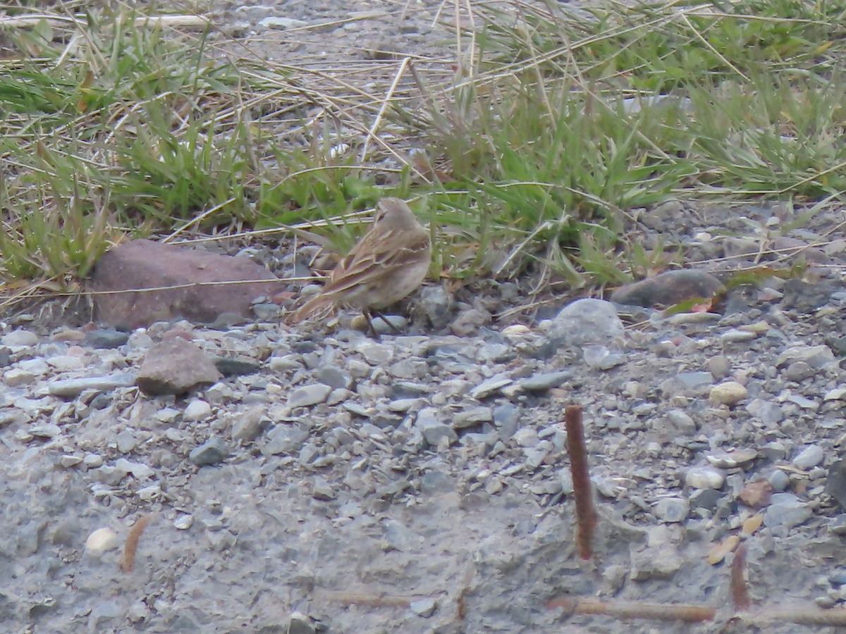 Water Pipit (Caucasian) - Doug Kibbe