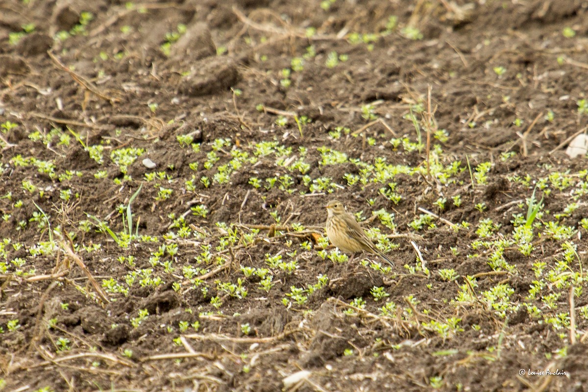 American Pipit - Louise Auclair