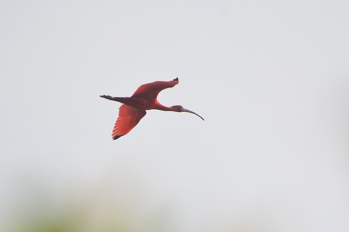 ibis rudý - ML619446641
