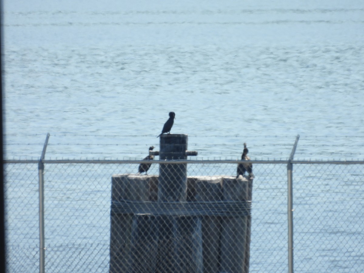 Neotropic Cormorant - Bruce Nott