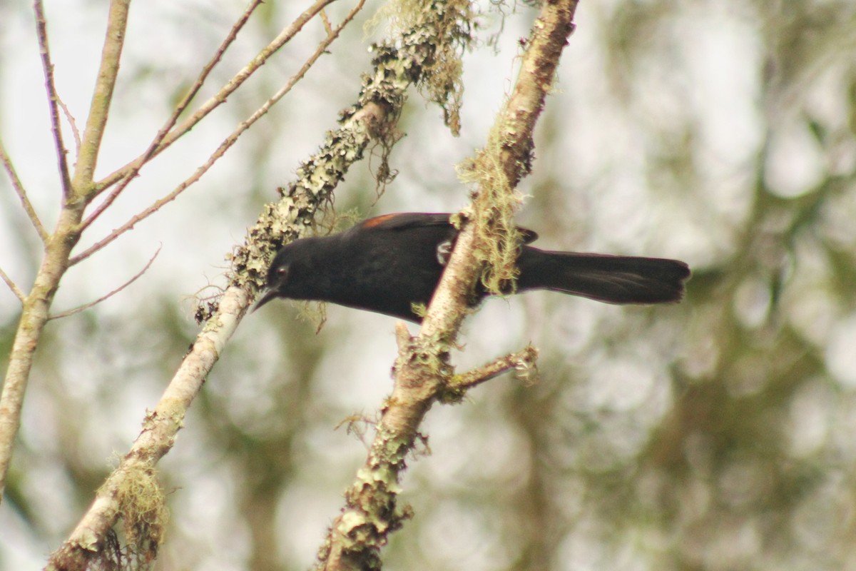 Variable Oriole (Chestnut-shouldered) - Guillermo Andreo