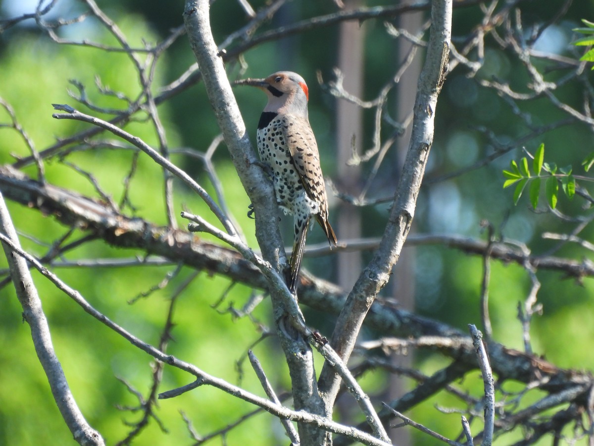 Northern Flicker - Alexander R