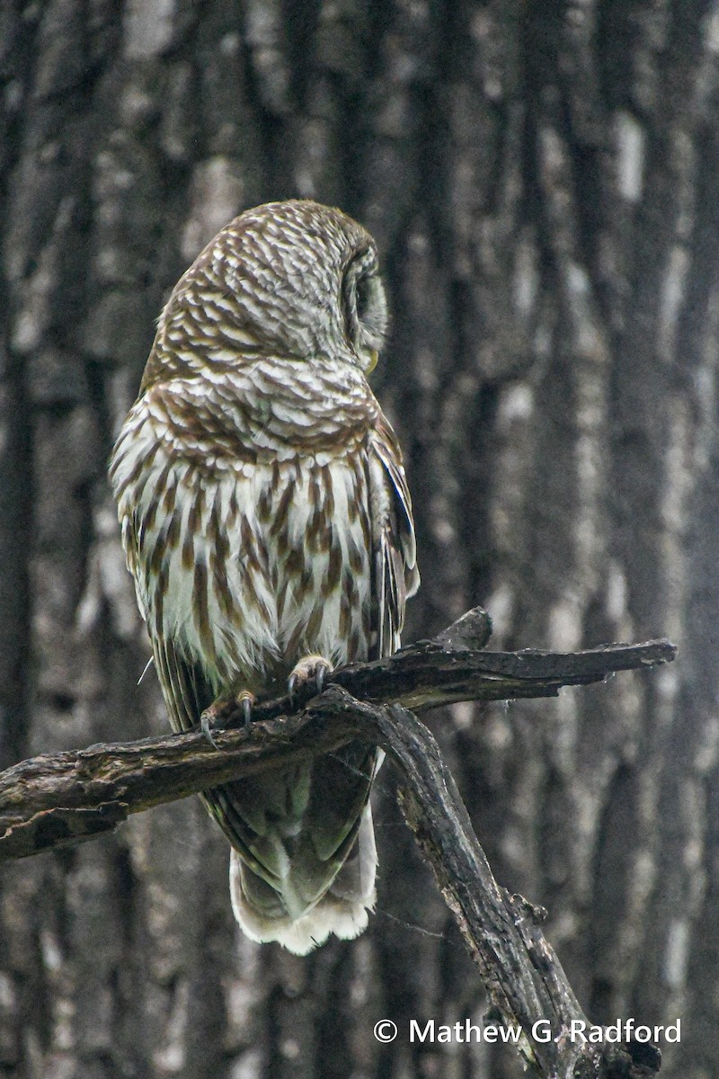 Barred Owl - ML619446652