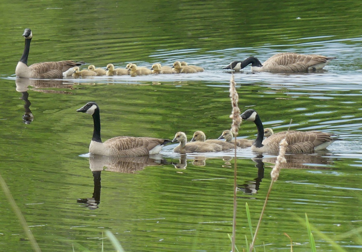 Canada Goose - Sharon Fitzgerald