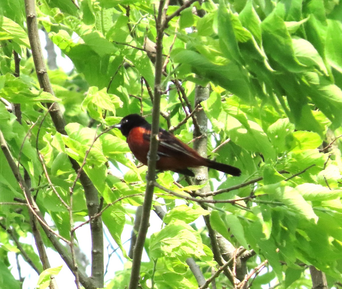 Orchard Oriole - ML619446661