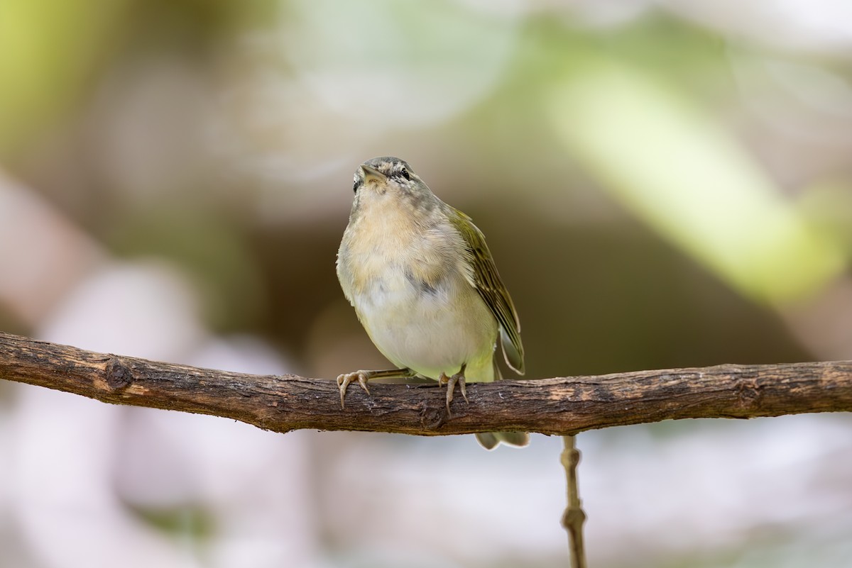 Tennessee Warbler - Mason Flint