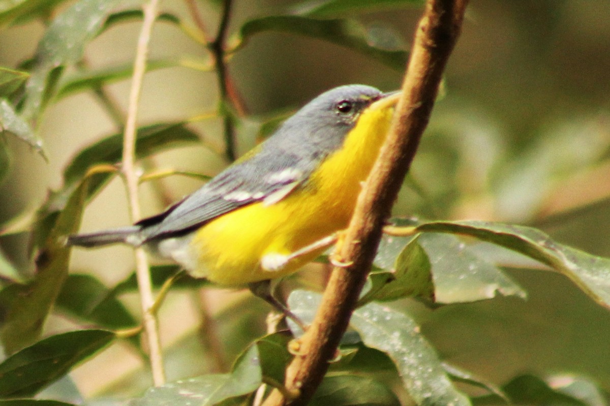 Tropical Parula (South American) - Guillermo Andreo