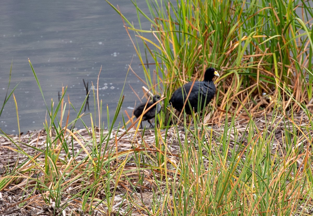 Slate-colored Coot - Andrew Cauldwell