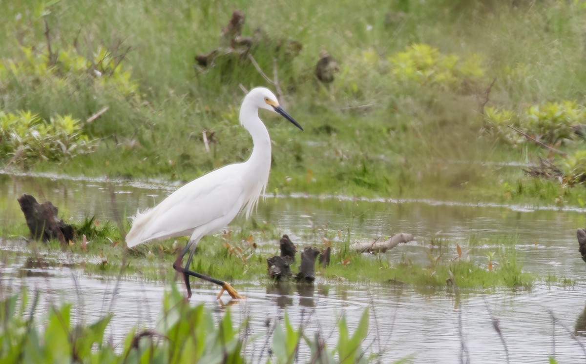 Snowy Egret - Kathleen Keef