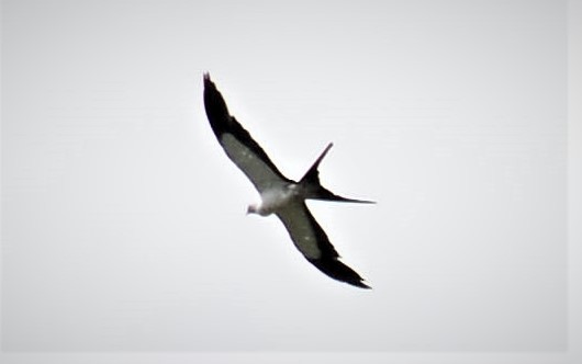 Swallow-tailed Kite - Victor D. Pardo Romero