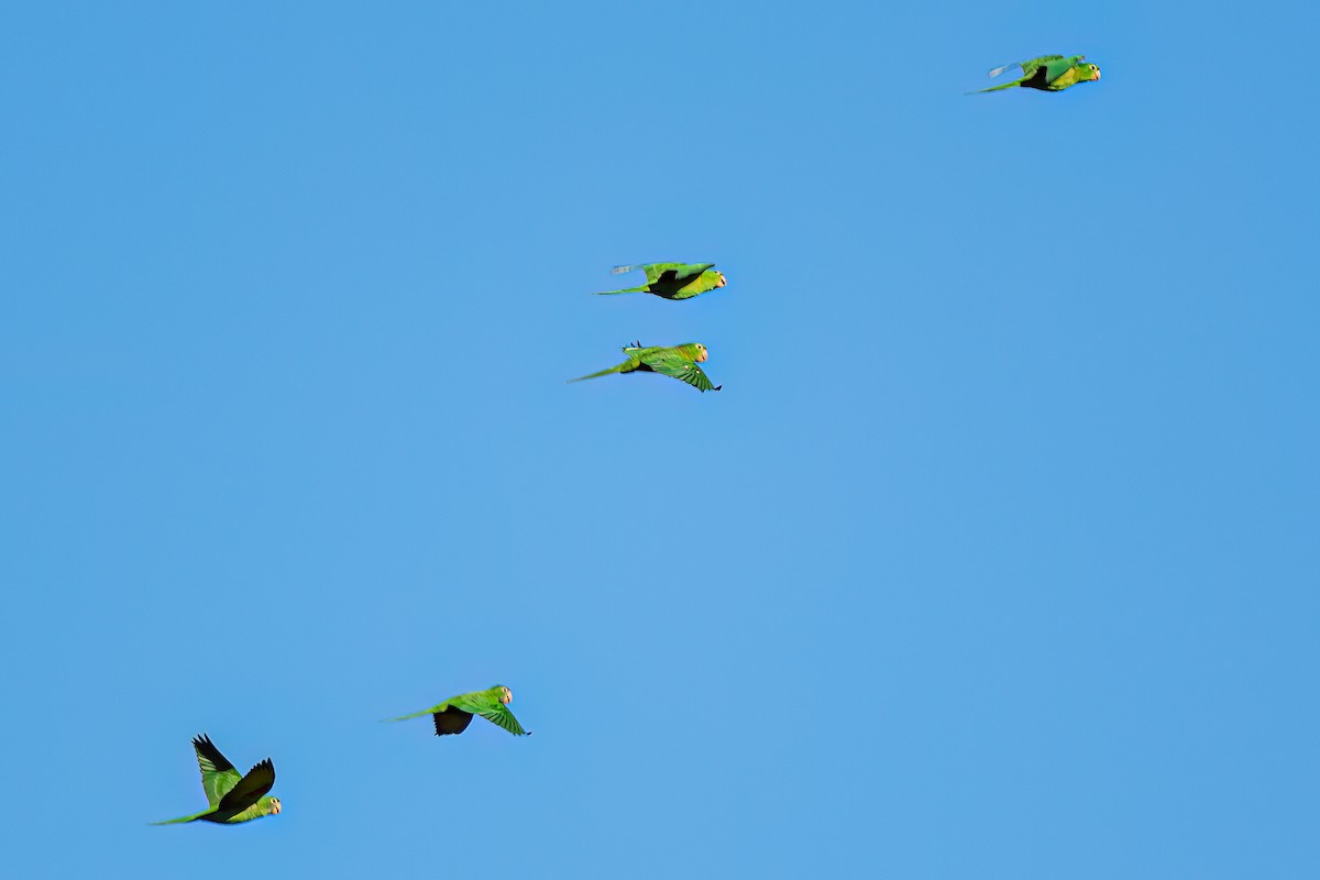 Yellow-chevroned Parakeet - Kurt Gaskill