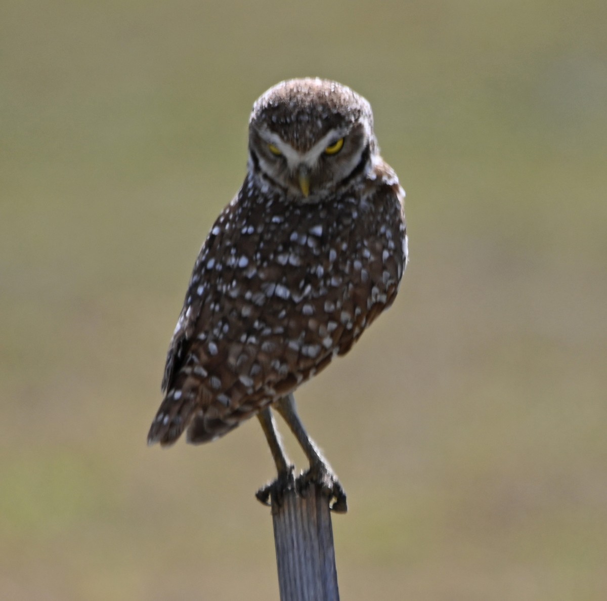 Burrowing Owl (Florida) - Paula Gatrell