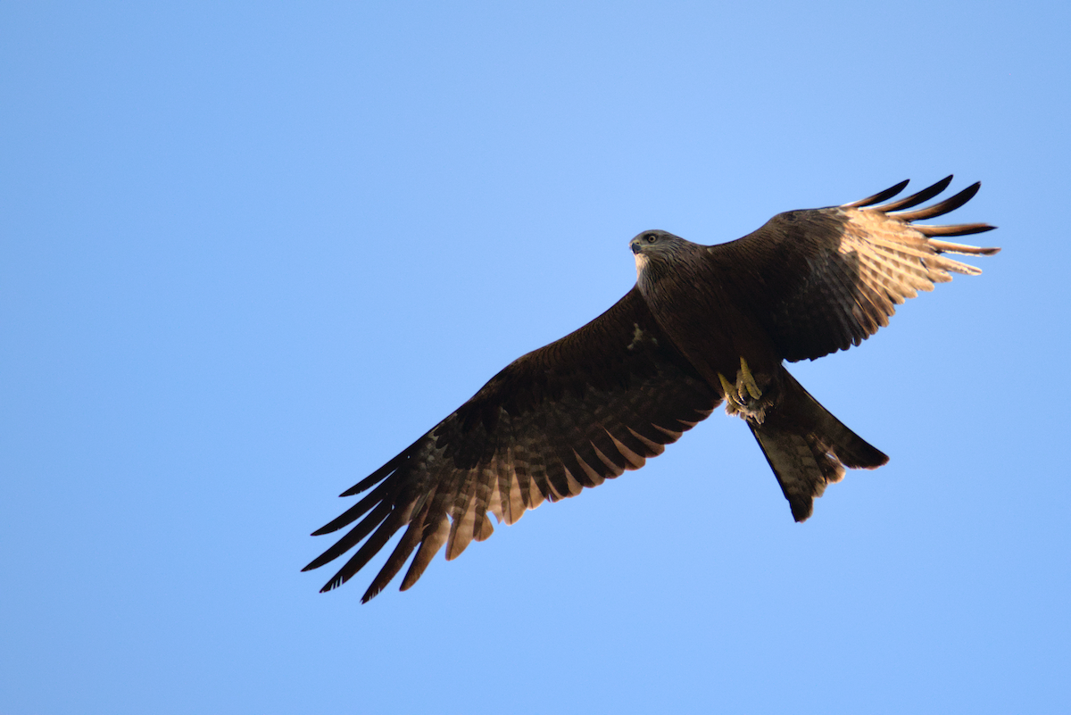 Black Kite - David Pascual-Hernández