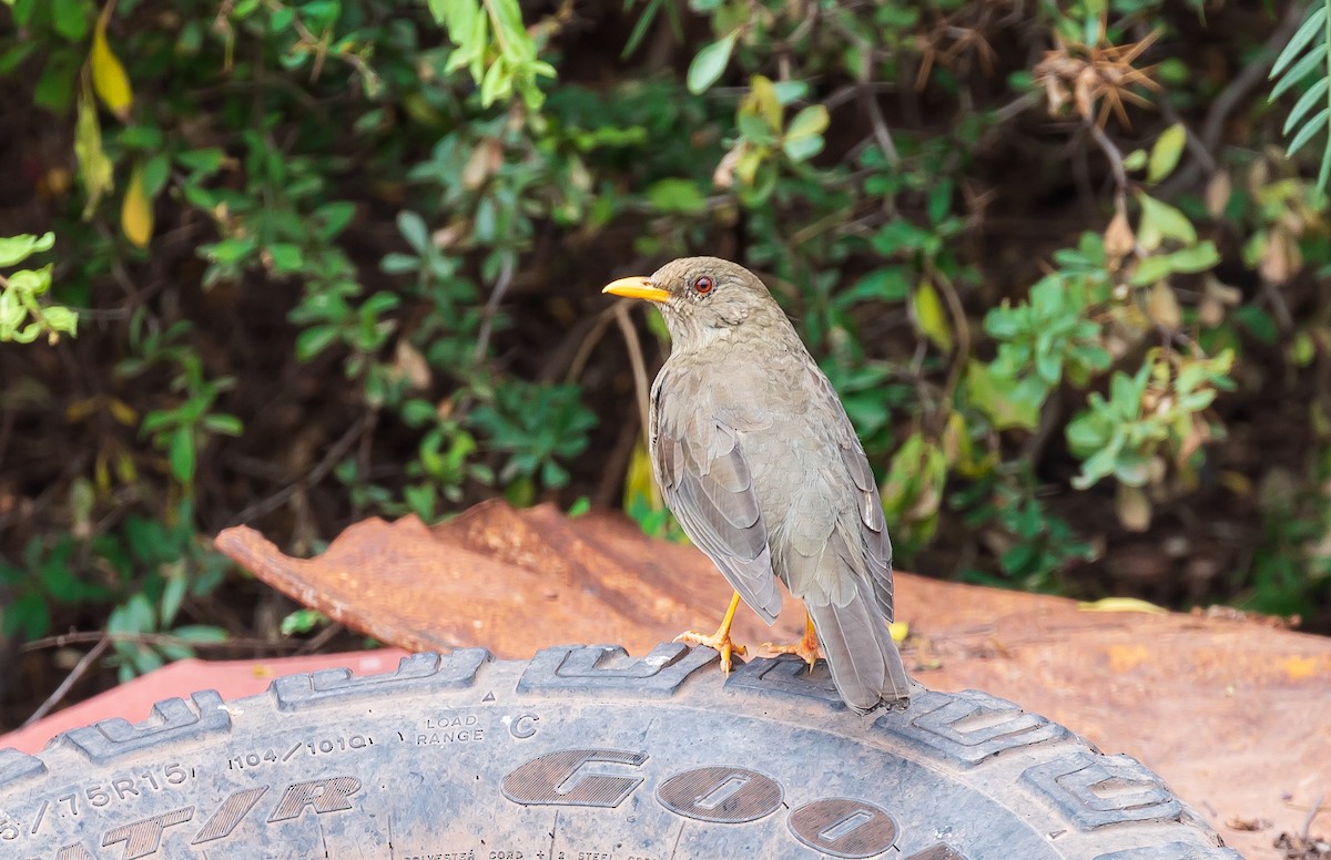 Chiguanco Thrush - Andrew Cauldwell