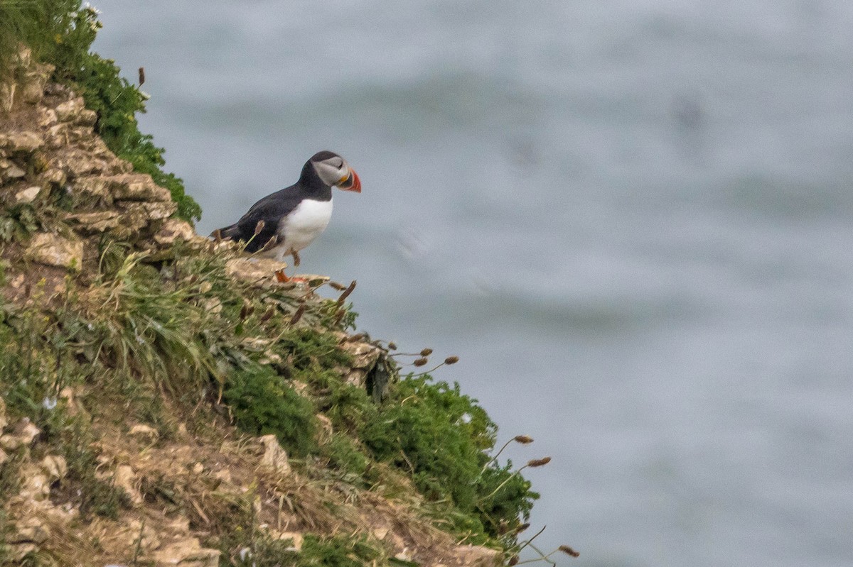 Atlantic Puffin - Michael Hooper