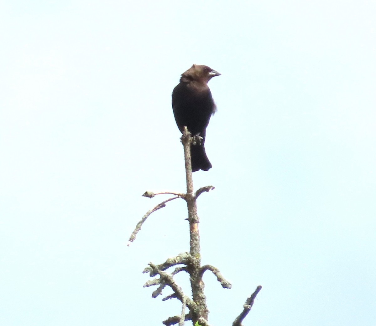 Brown-headed Cowbird - ML619446697