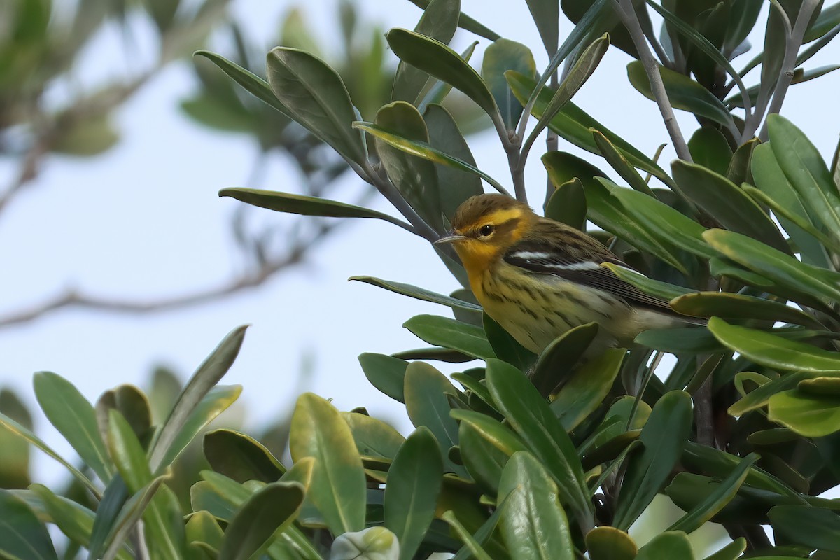 Blackburnian Warbler - Henry Wyn-Jones