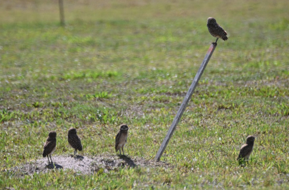 Burrowing Owl (Florida) - Paula Gatrell