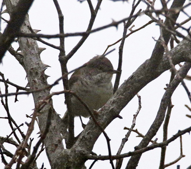 Barred Warbler - Dimitris  Kokkinidis