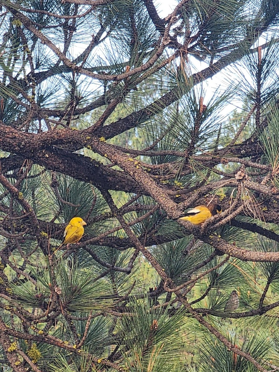 Evening Grosbeak - Anonymous