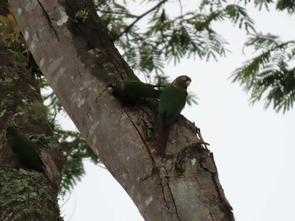 Brown-breasted Parakeet - Cristian Cufiño