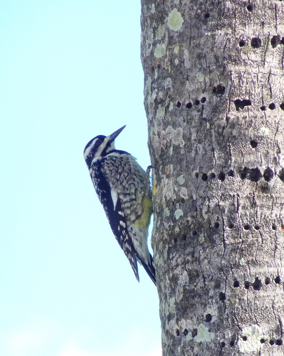 Yellow-bellied Sapsucker - ami horowitz