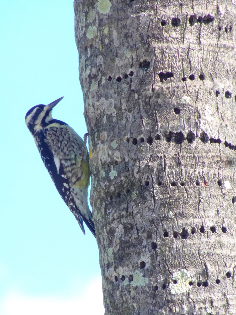 Yellow-bellied Sapsucker - ami horowitz