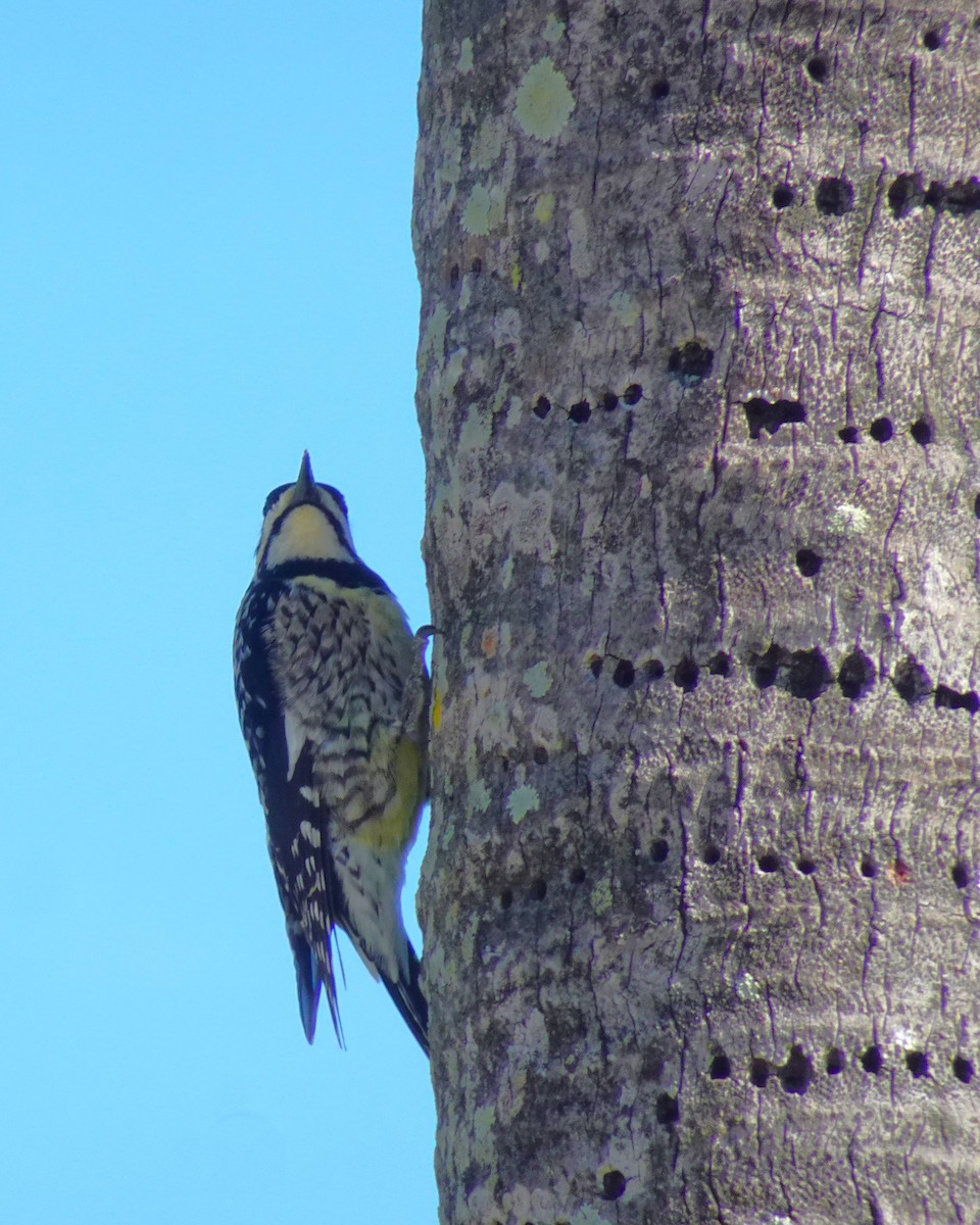 Yellow-bellied Sapsucker - ami horowitz