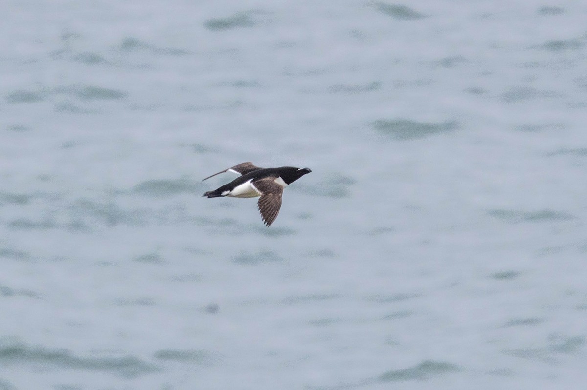 Razorbill - Michael Hooper