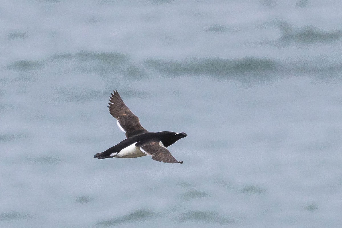 Razorbill - Michael Hooper