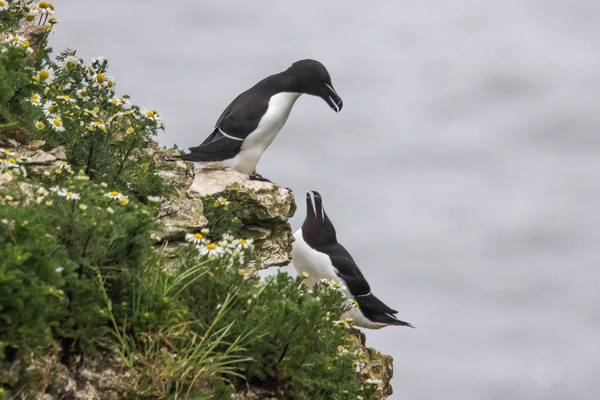 Razorbill - Michael Hooper