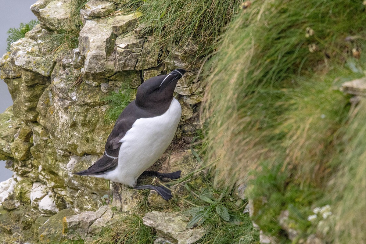 Razorbill - Michael Hooper