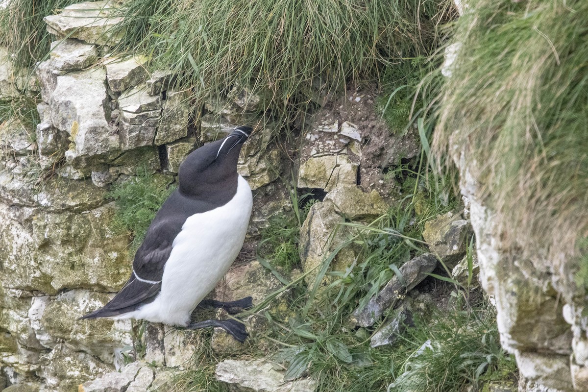 Razorbill - Michael Hooper