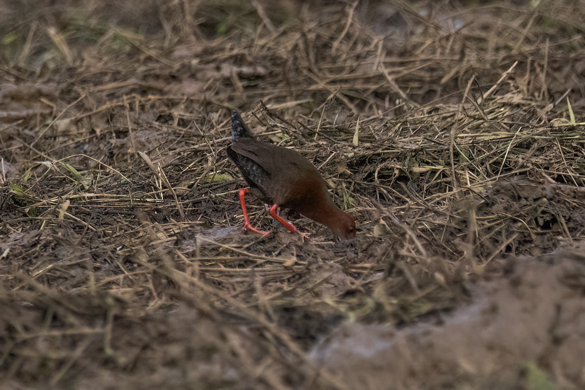 Ruddy-breasted Crake - ML619446733