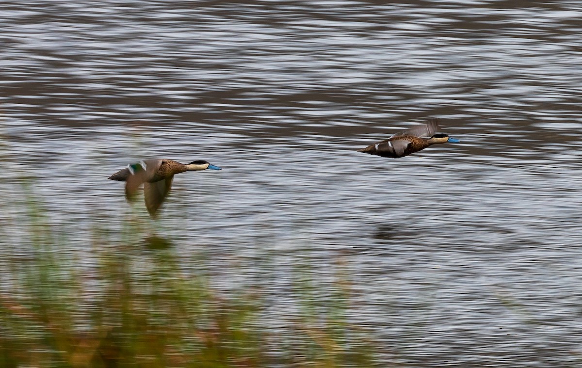 Puna Teal - Andrew Cauldwell