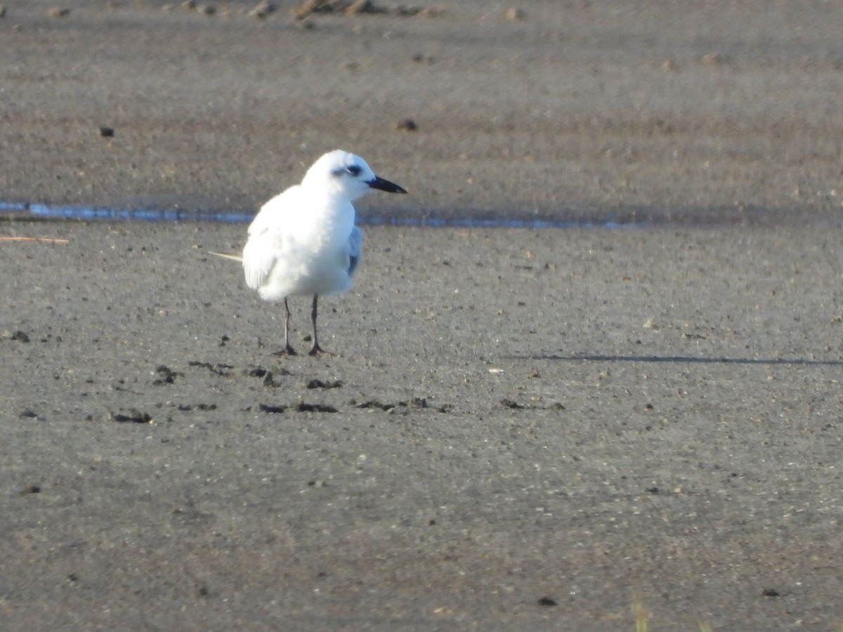 Gull-billed Tern - Lynn Scarlett