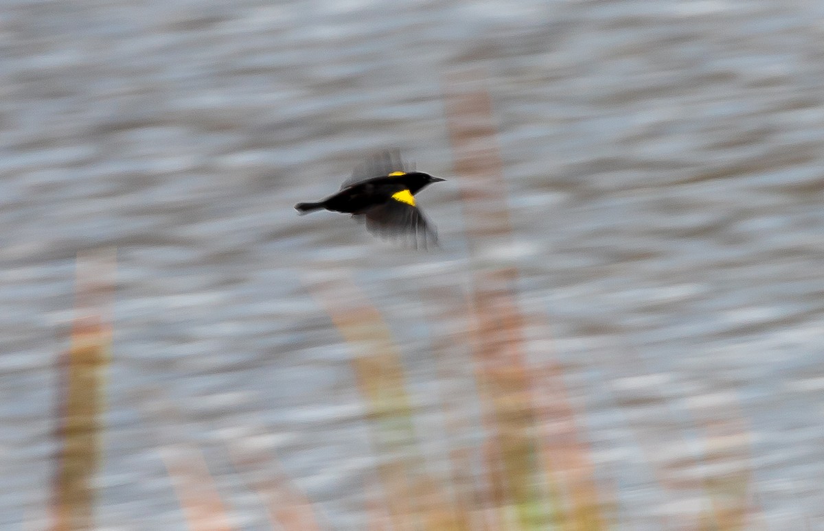 Yellow-winged Blackbird - Andrew Cauldwell