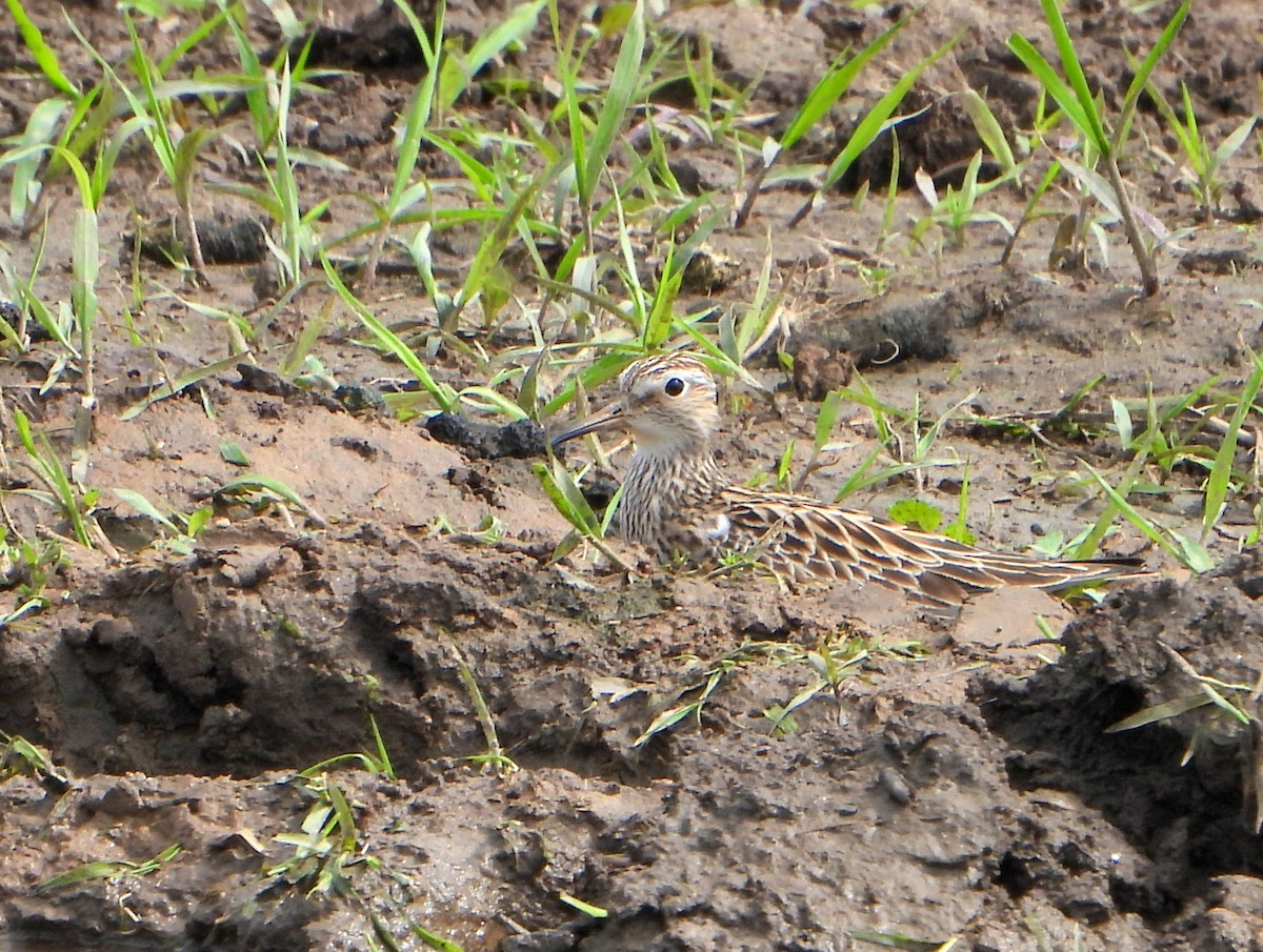 Pectoral Sandpiper - bob butler