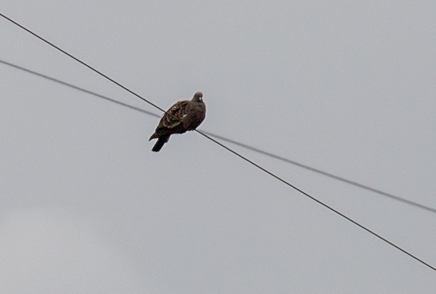 Spot-winged Pigeon - Andrew Cauldwell