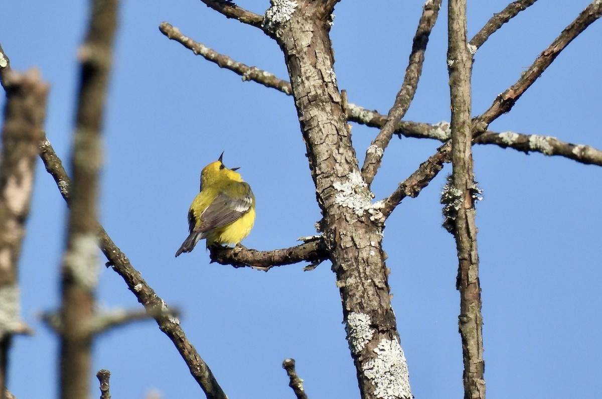 Blue-winged Warbler - Barb Stone