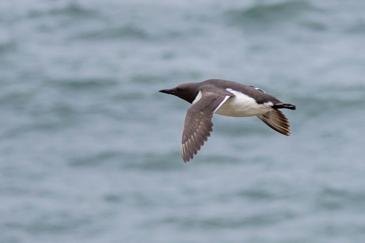 Common Murre - Michael Hooper