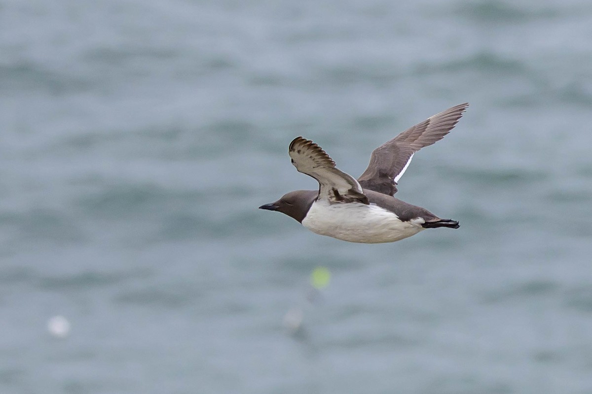 Common Murre - Michael Hooper