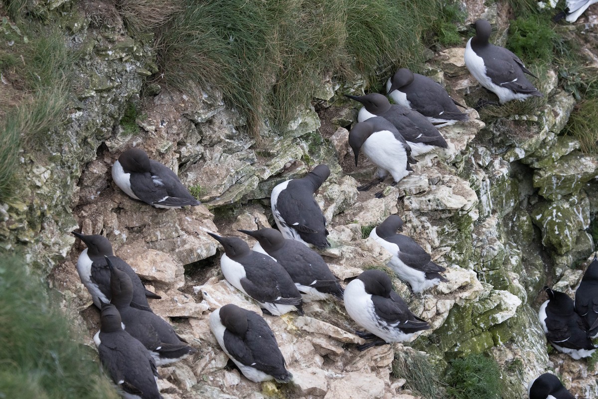 Common Murre - Michael Hooper