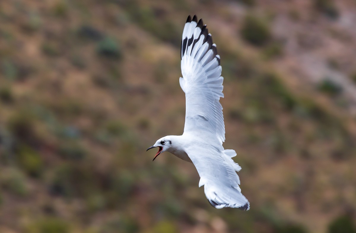 Andean Gull - Andrew Cauldwell