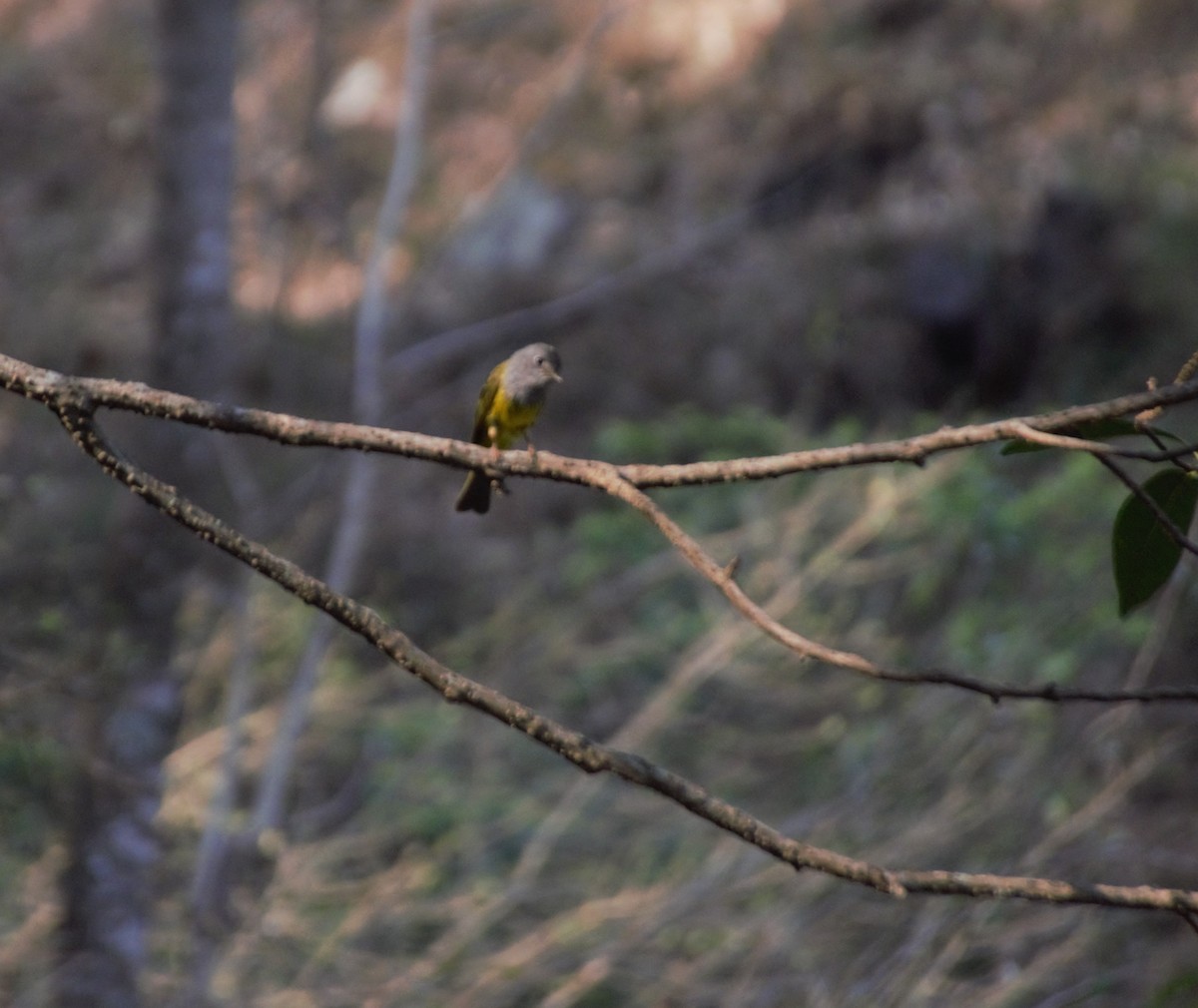 Gray-headed Canary-Flycatcher - Akash Joshi