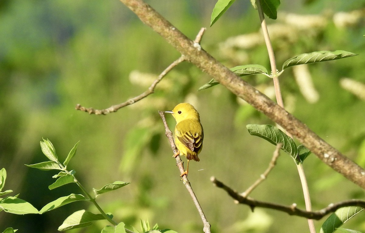 Yellow Warbler - ML619446763