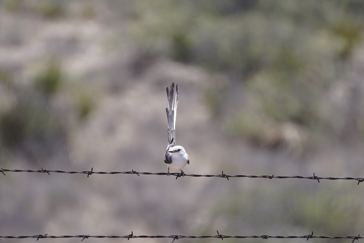 Scissor-tailed Flycatcher - ML619446764