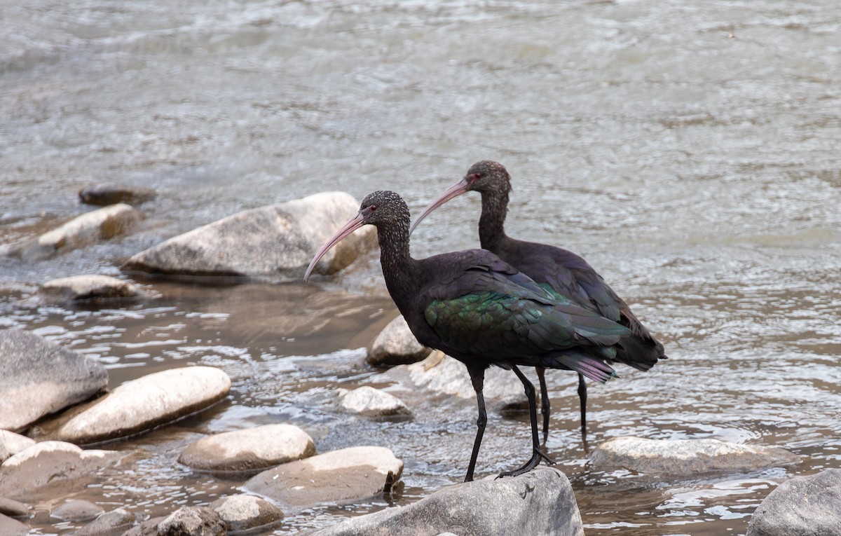 Puna Ibis - Andrew Cauldwell