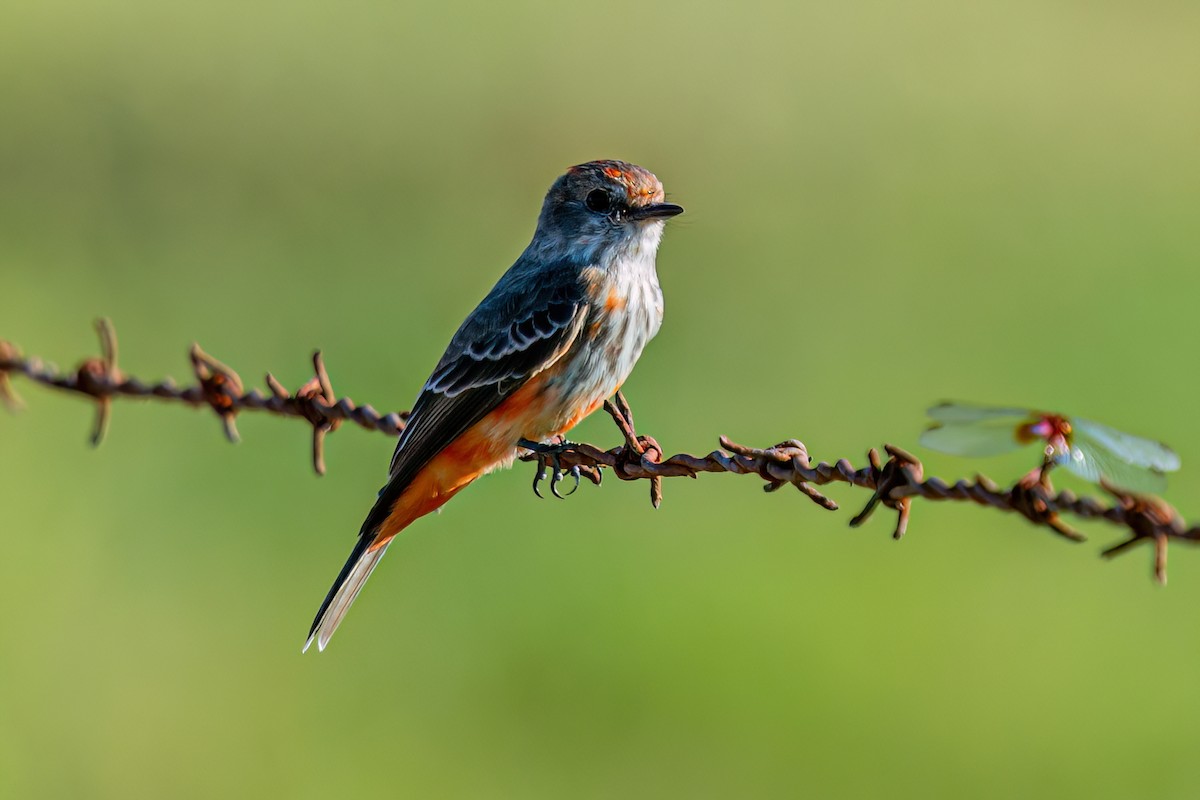 Vermilion Flycatcher - Kurt Gaskill