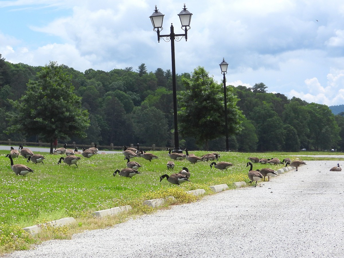 Canada Goose - ML619446778